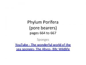 Phylum Porifera pore bearers pages 664 to 667