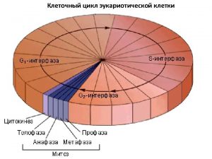 This image shows a rosette of maturing asci