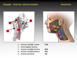 Doppler Arterias extracraneales Anatoma 3 4 5 1