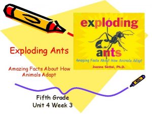 Exploding Ants Amazing Facts About How Animals Adapt