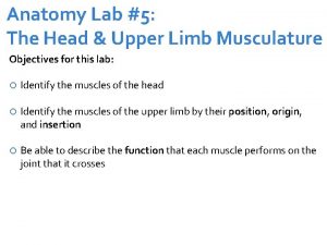 Anatomy Lab 5 The Head Upper Limb Musculature
