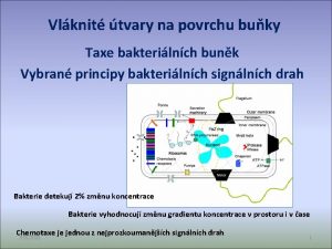 Vlknit tvary na povrchu buky Taxe bakterilnch bunk