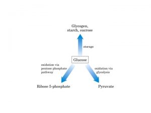 Pentose phosphate pathway So far we have discussed