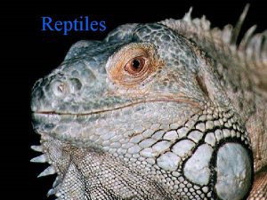 Reptiles Characteristics of a Reptile n Vertebrate animals