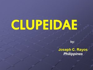 CLUPEIDAE by Joseph C Rayos Philippines Herrings Clupeidae