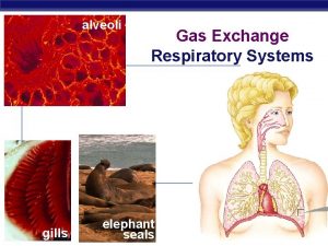 alveoli gills AP Biology Gas Exchange Respiratory Systems