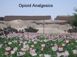 Opioid Analgesics Constituents of Opium Opium poppy contains