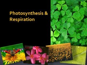 Photosynthesis Respiration Photosynthesis Photosynthesis Vocabulary Photosynthesis A process