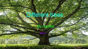 Different trees Different Trees By raychel By Raychel