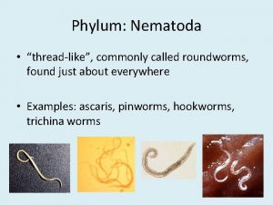 Phylum Nematoda threadlike commonly called roundworms found just