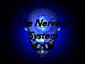The Nervous System By Katherine Pease http powerbacks