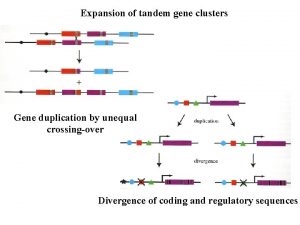 Expansion of tandem gene clusters Gene duplication by
