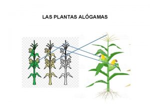 LAS PLANTAS ALGAMAS Ley de Hardy y Weinberg