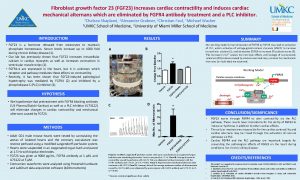 Fibroblast growth factor 23 FGF 23 increases cardiac