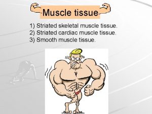 Muscle tissue 1 Striated skeletal muscle tissue 2