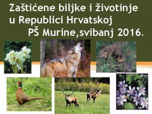 Zatiene biljke i ivotinje u Republici Hrvatskoj P