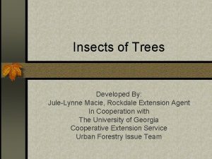 Insects of Trees Developed By JuleLynne Macie Rockdale