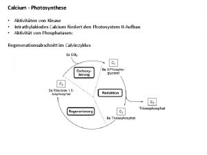 Calcium Photosynthese Aktivitten von Kinase Intrathylakiodes Calcium frdert