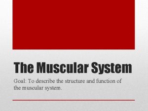 The Muscular System Goal To describe the structure