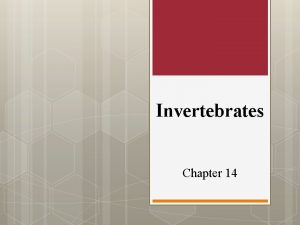 Invertebrates Chapter 14 Section 1 Simple Invertebrates Animals