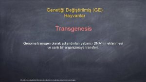 Genetii Deitirilmi GE Hayvanlar Transgenesis Genoma transgen olarak