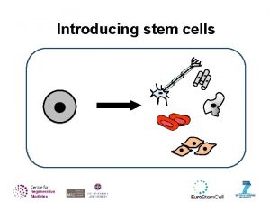 Introducing stem cells Stem cell biology basics IVF