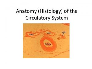 Anatomy Histology of the Circulatory System Blood Vessels