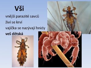 Vi vnj parazit savc iv se krv vajka