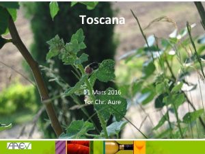 Toscana 11 Mars 2016 Tor Chr Aure Quiz