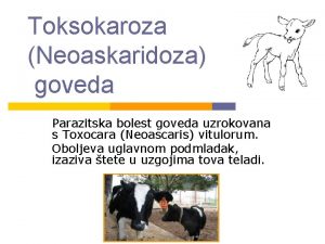 Toksokaroza Neoaskaridoza goveda Parazitska bolest goveda uzrokovana s