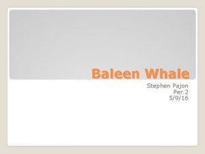 Baleen Whale Stephen Pajon Per 2 5916 Baleen