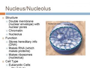 NucleusNucleolus Structure Double membrane nuclear envelope with nuclear