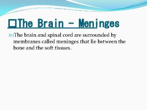 The Brain Meninges The brain and spinal cord