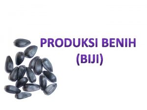 A PRODUKSI BENIH NON HIBRIDA Produksi benih non