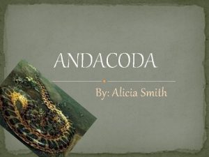 ANDACODA By Alicia Smith Kingdom Animalia Phylum Chordata
