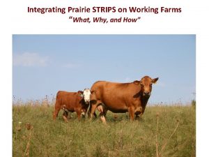 Integrating Prairie STRIPS on Working Farms What Why