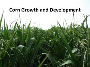 Corn Growth and Development Outline Stress and yield