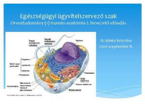 Egszsggyi gyvitelszervez szak Orvostudomny 1 Humn anatmia I