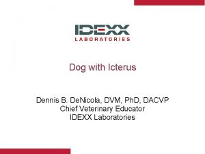 Dog with Icterus Dennis B De Nicola DVM