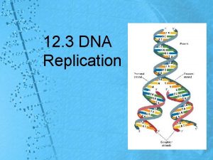 12 3 DNA Replication Copying the Code Base