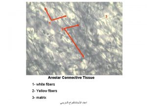 3 1 2 Areolar Connective Tissue 1 white