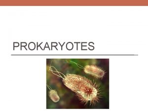 PROKARYOTES What is it Singlecelled organism No nucleus