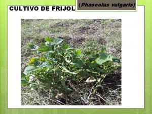 CULTIVO DE FRIJOL Phaseolus vulgaris INTRODUCCION Phaseolus vulgaris