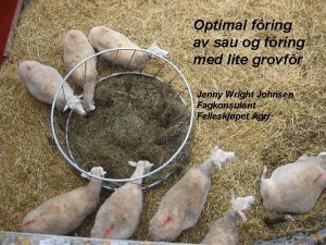 Optimal fring av sau og fring med lite