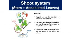 Shoot system Stem Associated Leaves Functions Support for