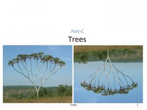 PartC Trees 1 Pyramid Scheme Trees 2 Infection