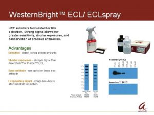 Western Bright ECL ECLspray HRP substrate formulated for