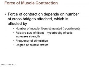 Force of Muscle Contraction Force of contraction depends