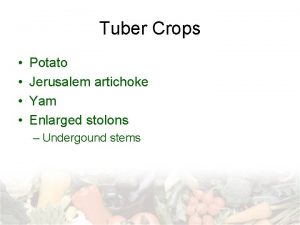 Tuber Crops Potato Jerusalem artichoke Yam Enlarged stolons