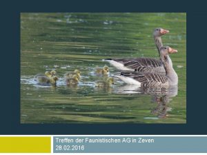 Gnseerfassung in Niedersachsen 2016 Treffen der Faunistischen AG